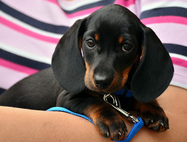 En söt, svart hundvalp, dachshund